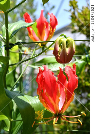 開花したグロリオサ 炎のような赤い花 開花したグロリオサ 炎のような赤い花 128472621