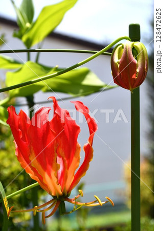 開花したグロリオサ 炎のような赤い花 開花したグロリオサ 炎のような赤い花 128472625
