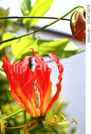 開花したグロリオサ 炎のような赤い花 開花したグロリオサ 炎のような赤い花 128472626