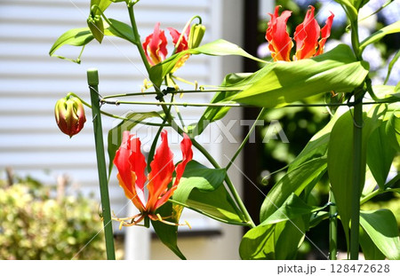 開花したグロリオサ　炎のような赤い花 128472628