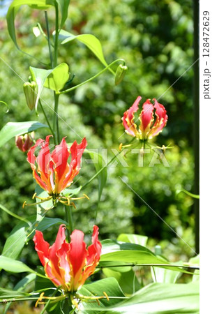 開花したグロリオサ　炎のような赤い花 128472629