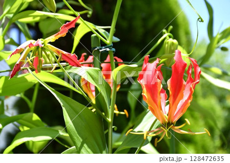 開花したグロリオサ　炎のような赤い花 128472635