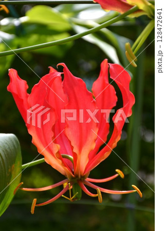 開花したグロリオサ 炎のような赤い花 開花したグロリオサ 炎のような赤い花 128472641