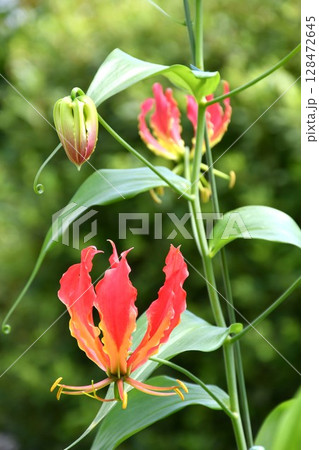 開花したグロリオサ　炎のような赤い花 128472645