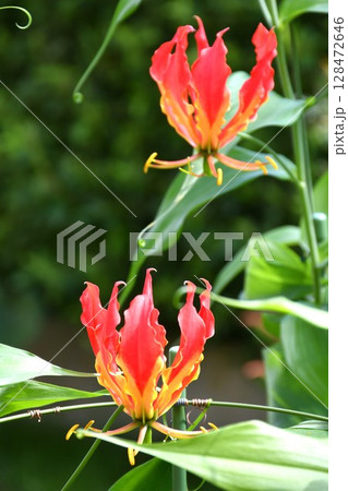 開花したグロリオサ　炎のような赤い花 128472646