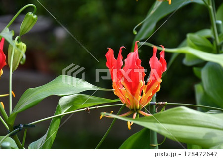開花したグロリオサ 炎のような赤い花 開花したグロリオサ 炎のような赤い花 128472647