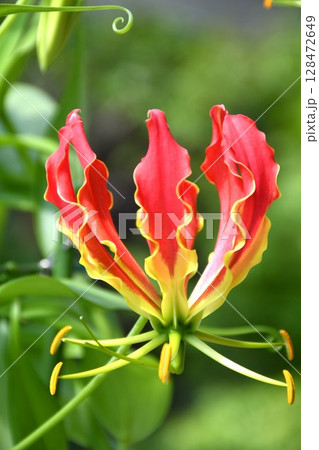 開花したグロリオサ　炎のような赤い花 128472649