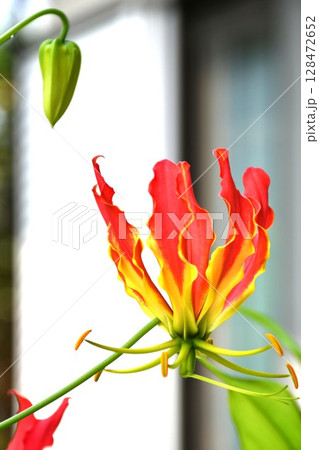 開花したグロリオサ　炎のような赤い花 128472652