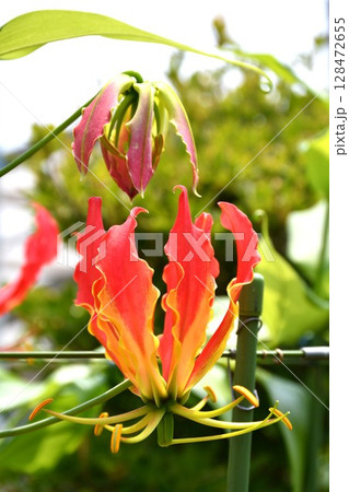 開花したグロリオサ 炎のような赤い花 開花したグロリオサ 炎のような赤い花 128472655