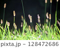 日に当たった猫じゃらし 128472686