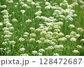 群生するニラの花 128472687
