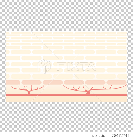 皮膚橫切面圖 128472746