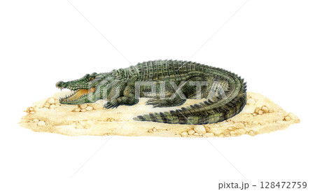 Saltwater crocodile on sandy ground hand drawn watercolor vintage style illustration. Crocodylus porosus Australia native reptile. Big alligator with opened jaws. Australian wildlife predator animal Saltwater crocodile on sandy ground hand drawn watercolor vintage style illustration. Crocodylus porosus Australia native reptile. Big alligator with opened jaws. Australian wildlife predator animal 128472759