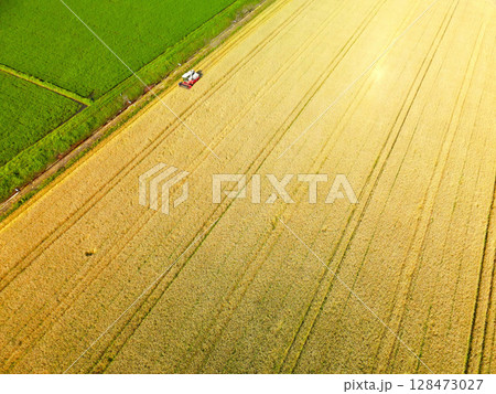 夏の北海道江差町で秋まき小麦の収穫作業風景を空撮 128473027