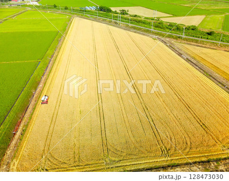 夏の北海道江差町で秋まき小麦の収穫作業風景を空撮 128473030
