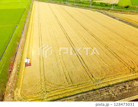 夏の北海道江差町で秋まき小麦の収穫作業風景を空撮 128473031
