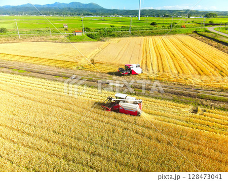 夏の北海道江差町で秋まき小麦の収穫作業風景を空撮 128473041
