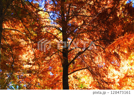紅葉したラクウショウと青空の風景 紅葉したラクウショウと青空の風景 128473161