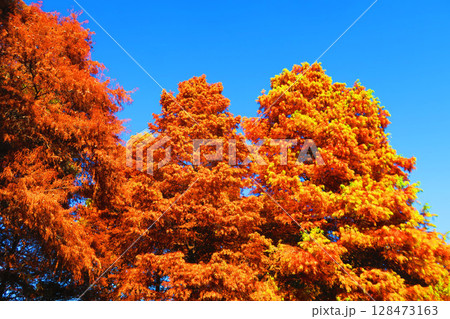紅葉したラクウショウと青空の風景 128473163