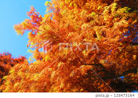 紅葉したラクウショウと青空の風景 128473164