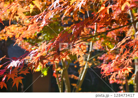 鎌倉 一条恵観山荘の美しい紅葉(神奈川県鎌倉市) 鎌倉 一条恵観山荘の美しい紅葉(神奈川県鎌倉市) 128473417