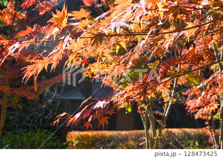 鎌倉　一条恵観山荘の美しい紅葉（神奈川県鎌倉市） 128473425