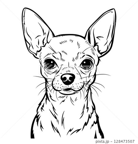 Black and White Line Drawing of Chihuahua Face 128473507