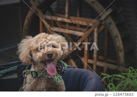 馬籠宿で散歩 128473683