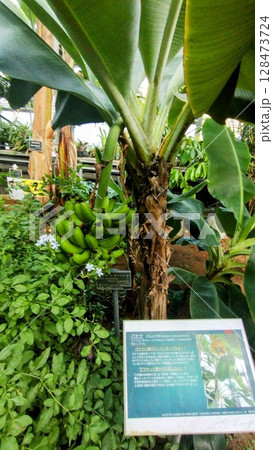 筑波実験植物園のサンジャクバナナ 128473724