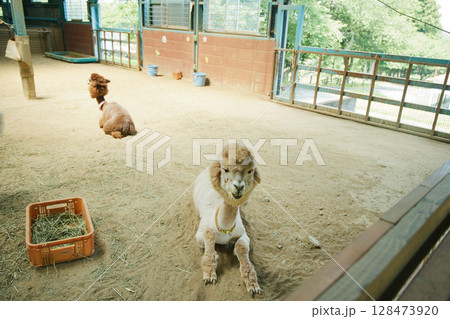 動物園　伊香保 128473920