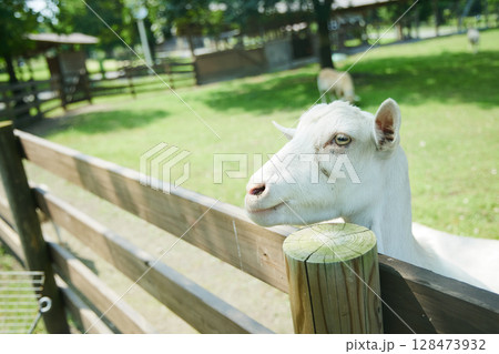 動物園　伊香保 128473932