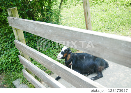 動物園 伊香保 動物園 伊香保 128473937