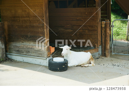 動物園　伊香保 128473938