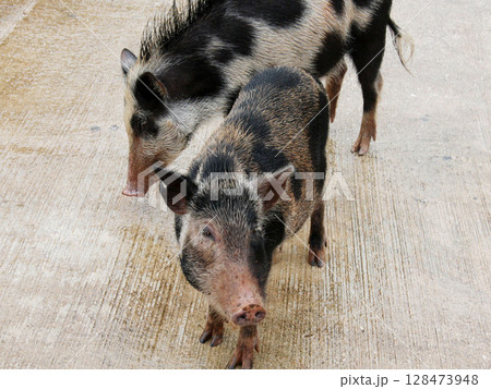 豚 豚 128473948