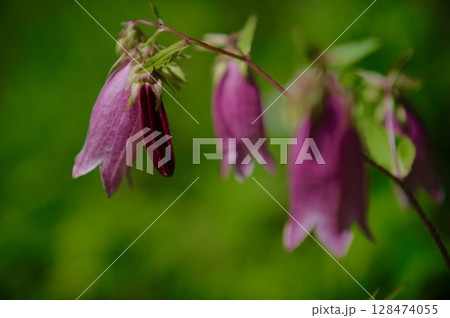 ヤマホタルブクロ 128474055