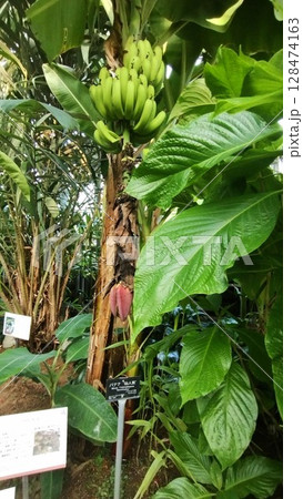 筑波実験植物園のバナナ・仙人蕉 128474163