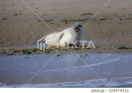 An Adorable, Charming Seal Relaxing Peacefully on a Sandy Beach Under the Sunlight An Adorable, Charming Seal Relaxing Peacefully on a Sandy Beach Under the Sunlight 128474313