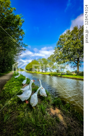 A serene countryside scene featuring geese gracefully swimming by the calm waters edge A serene countryside scene featuring geese gracefully swimming by the calm waters edge 128474314