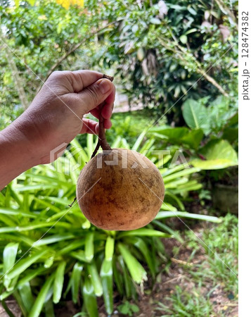 Hand picking fresh santol fruit 128474382