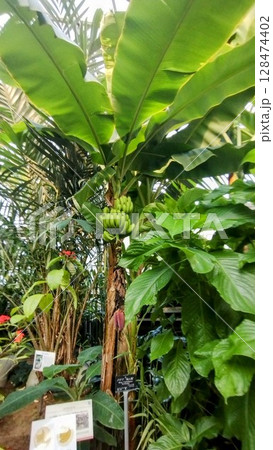 筑波実験植物園のバナナ 仙人蕉 筑波実験植物園のバナナ 仙人蕉 128474402