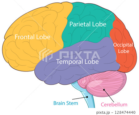 Colorful Diagram of Human Brain Lobes and Parts 128474440