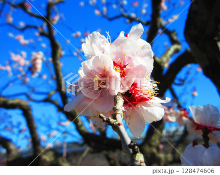 都市農業公園（東京都足立区）の梅の花と青空の風景 128474606