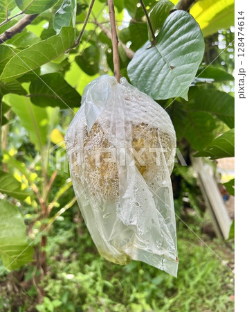 Santol fruit in plastic bag on tree in the garden Santol fruit in plastic bag on tree in the garden 128474614