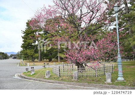 京都御所の梅 128474719