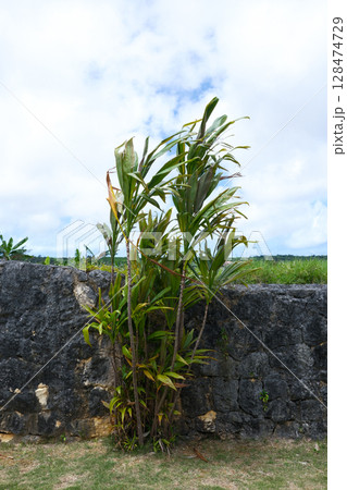 南国の植物センネンボクと石垣と青い空 南国の植物センネンボクと石垣と青い空 128474729