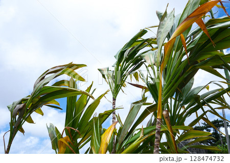 南国の植物センネンボクと青い空 128474732