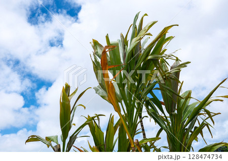 南国の植物センネンボクと青い空 南国の植物センネンボクと青い空 128474734