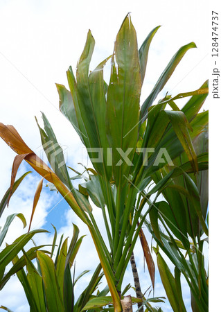 南国の植物センネンボクと青い空 128474737