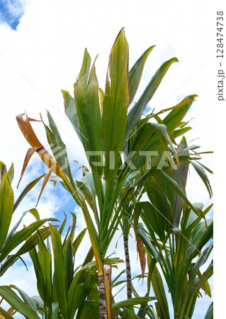 南国の植物センネンボクと青い空 南国の植物センネンボクと青い空 128474738