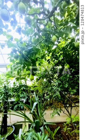 筑波実験植物園のレモンポンデローザ 筑波実験植物園のレモンポンデローザ 128474813